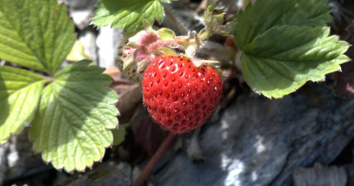 From the ground up: How gardens are helping Alaskans | Local & State News