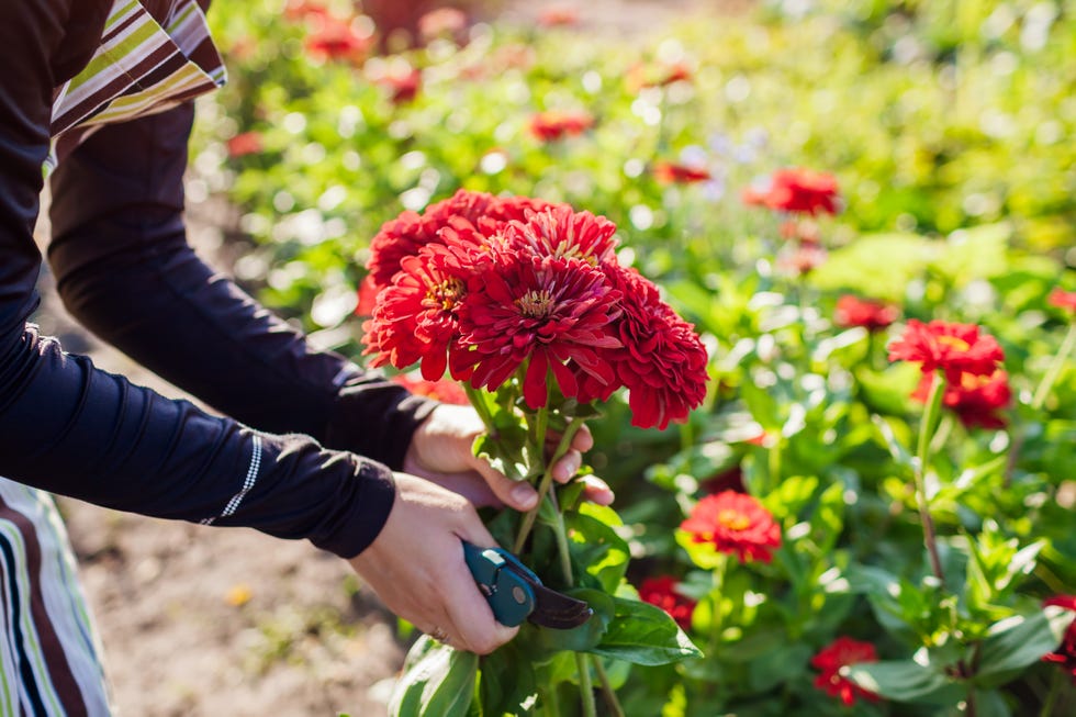 Woman gardener picks bouquet of red zinnias in summer garden using pruner. Cut flowers harvest