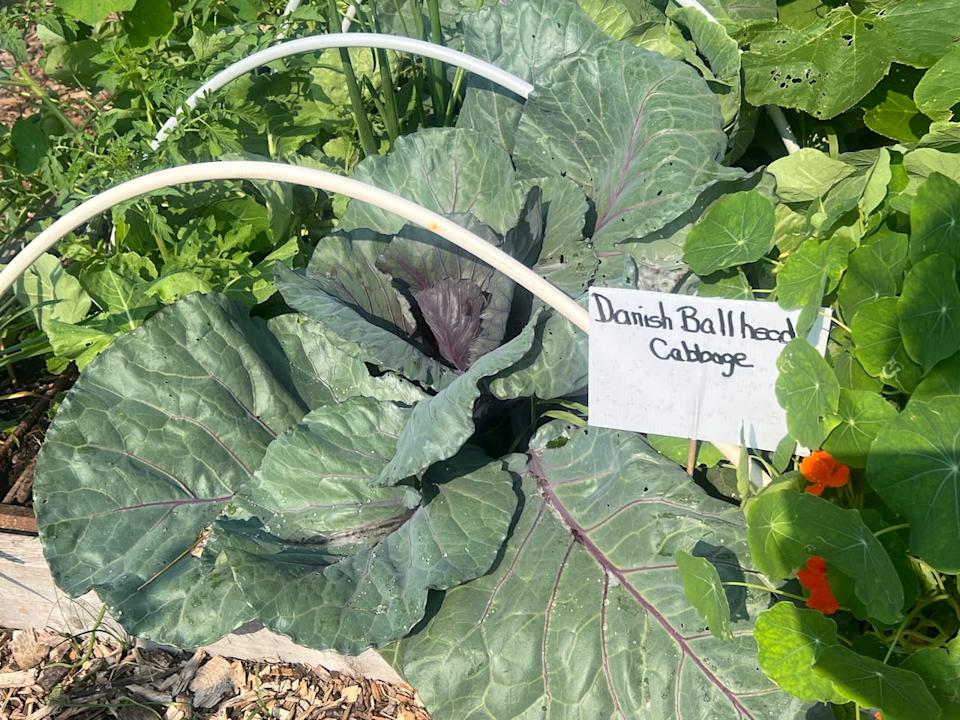 Danish Ballhead cabbage can be kept in cold storage for up to eight months.