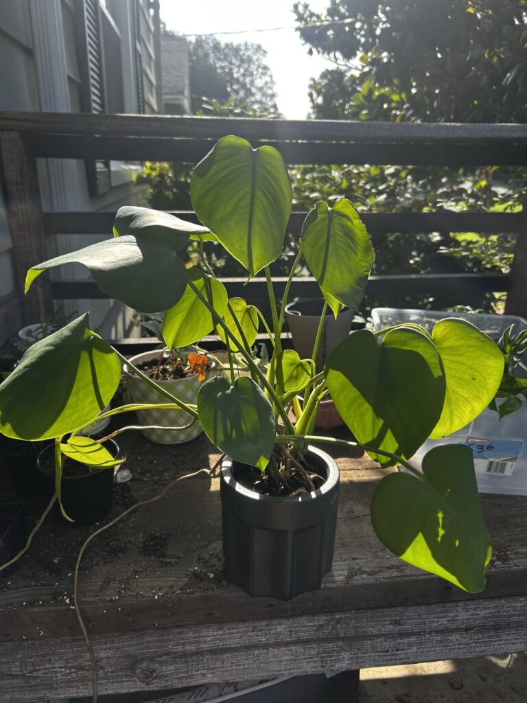 Help identifying? Help identifying?