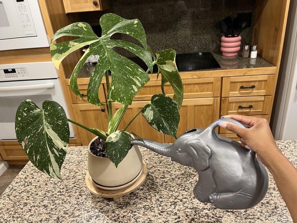 Bought a house so I could fill it with plants and pottery