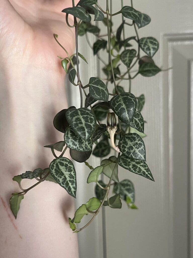 my string of spades blooming again 🥹