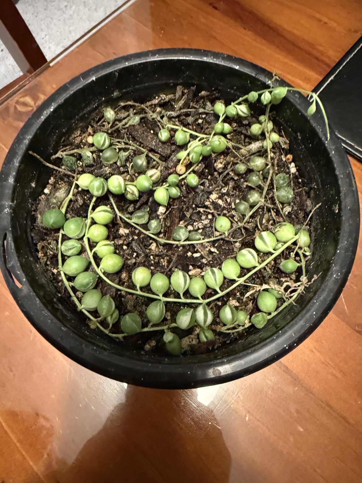How to save string of pearls? How to save string of pearls?