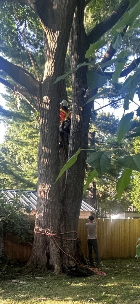 “Professional climber” spike pruning an endangered butternut “Professional climber” spike pruning an endangered butternut