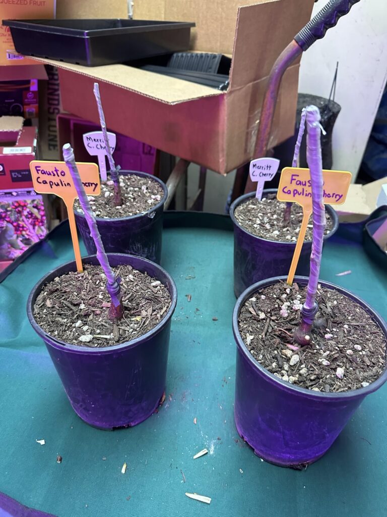 How does my grafting of Capulin Cherries look?
