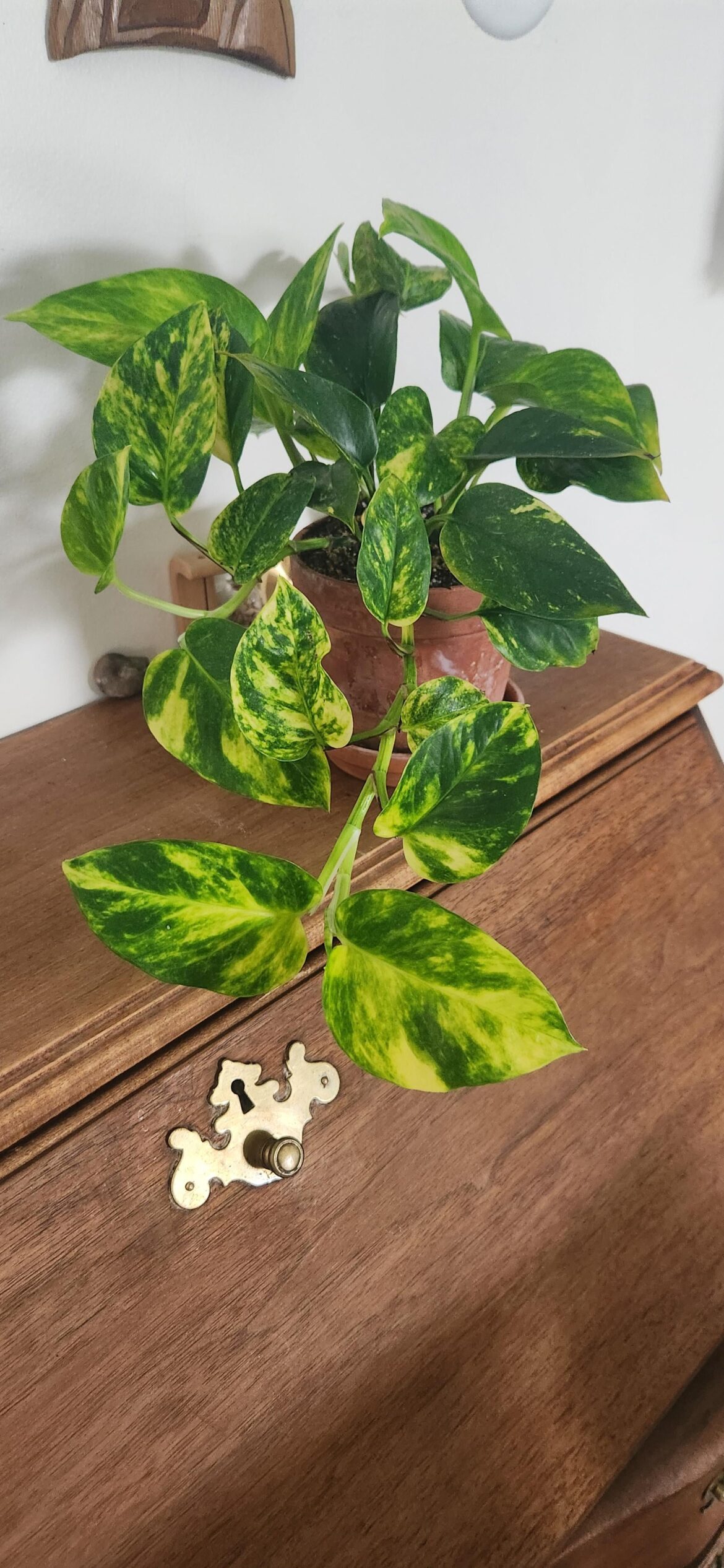 Is this plant healthy?