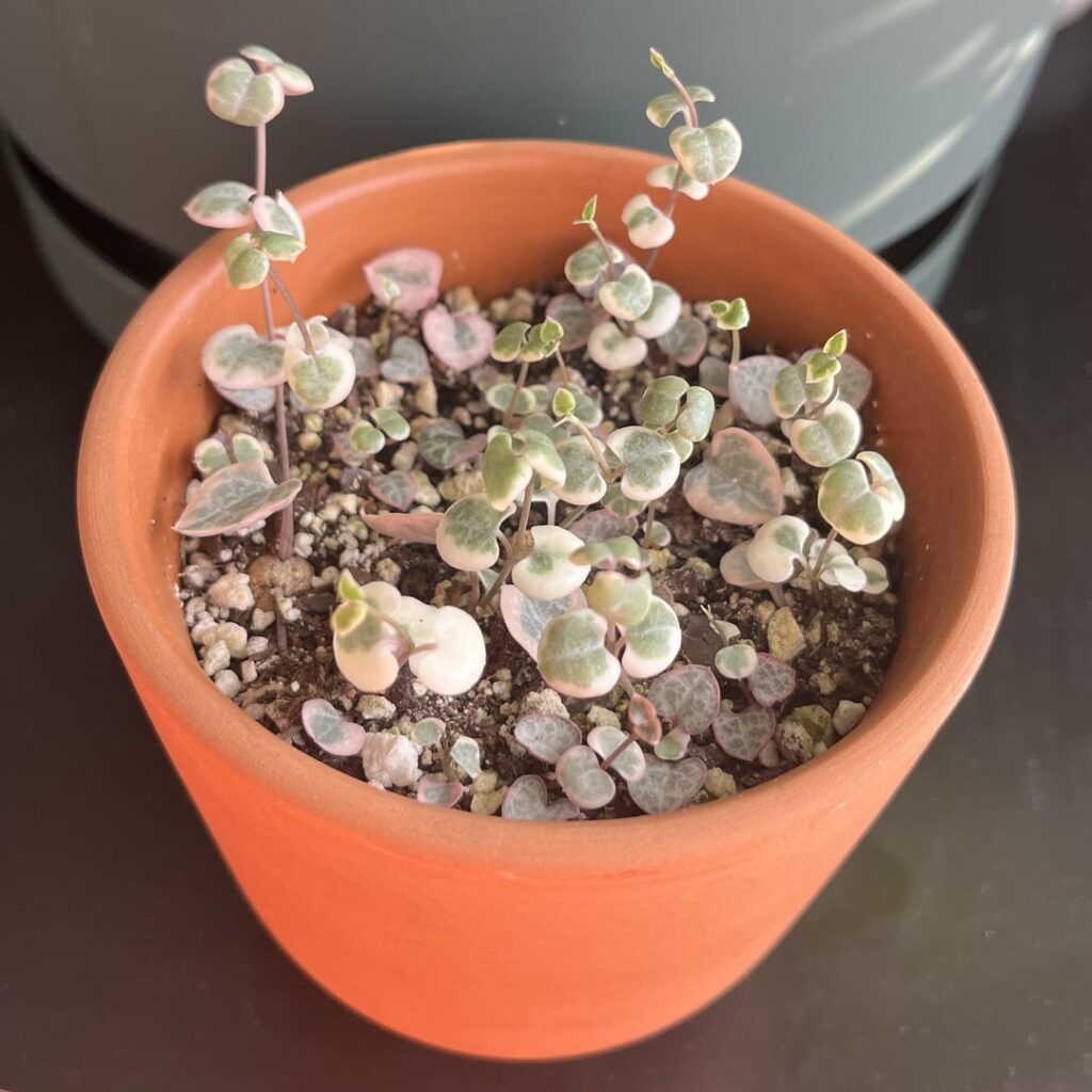 butterfly props for the win!