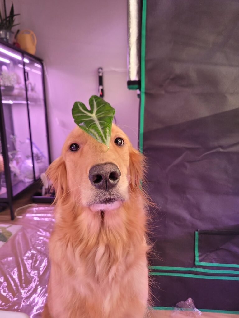 Hi, my name is Calm