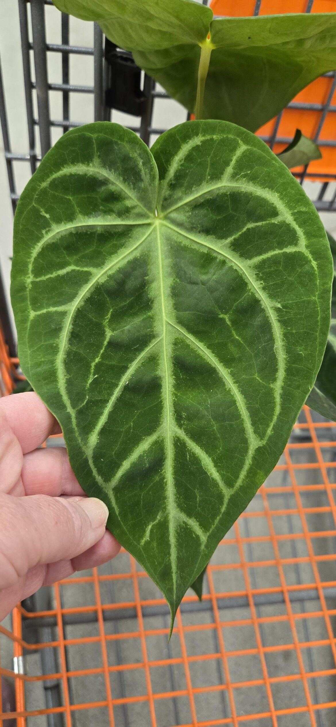 I have no idea what kind of Anthurium this is, but I love her!
