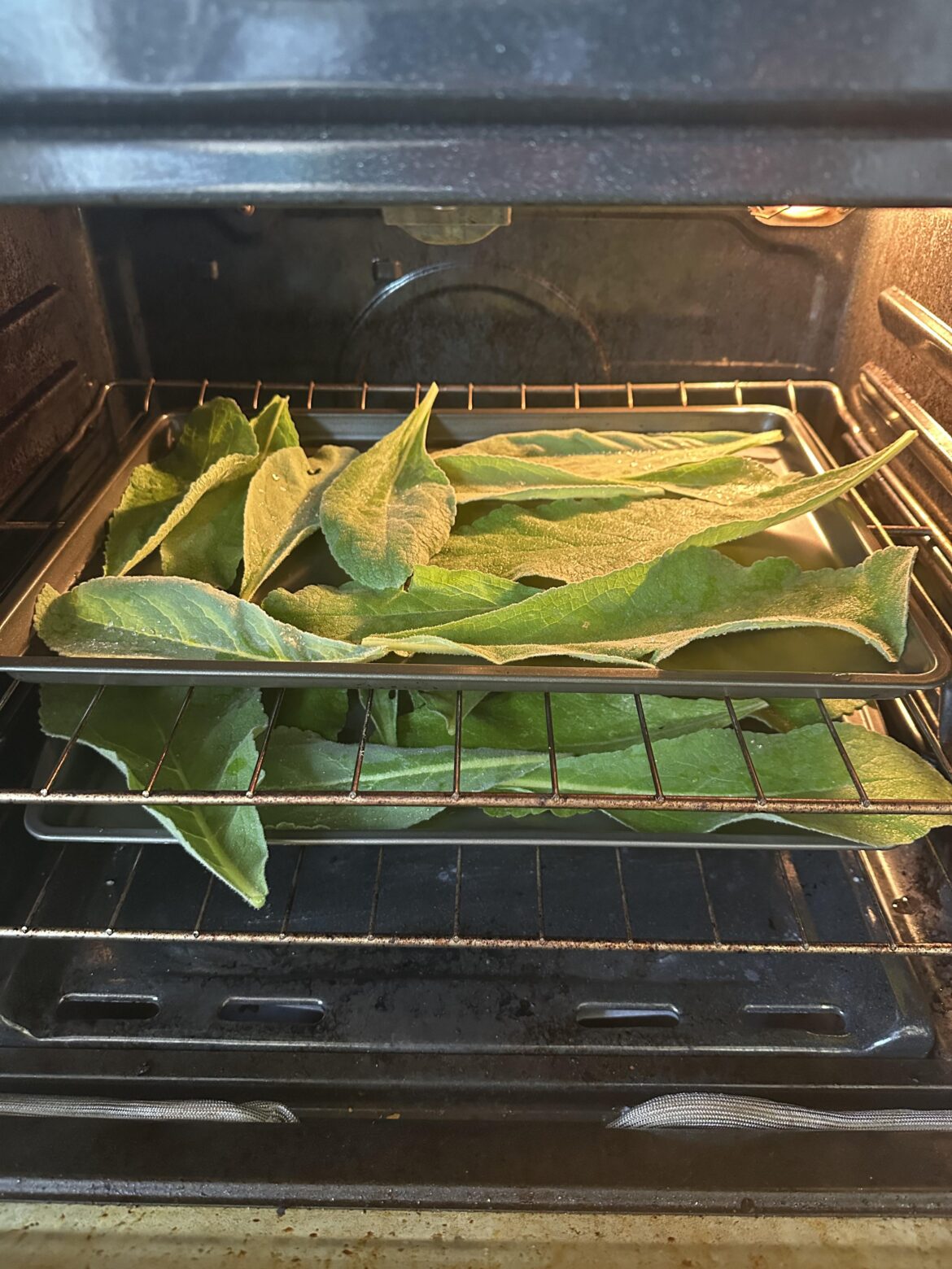 Dehydrating some mullein for my kiddo this winter 🤗