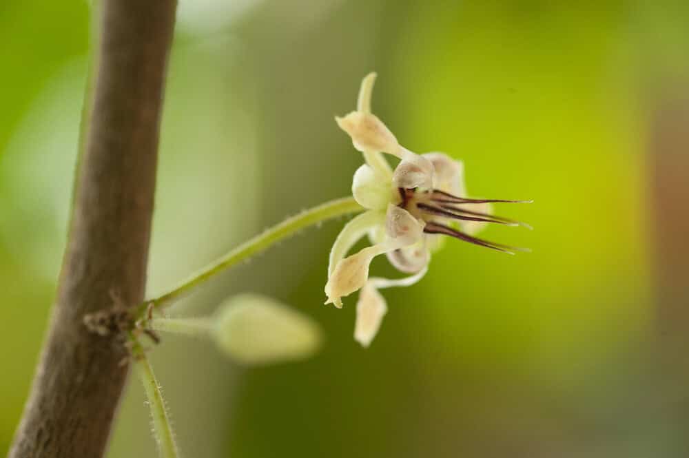 A cocoa flower