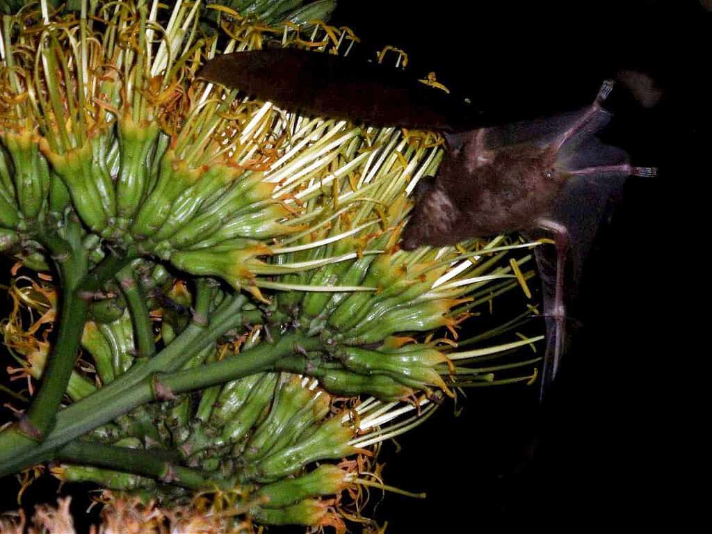 Agave flower 
