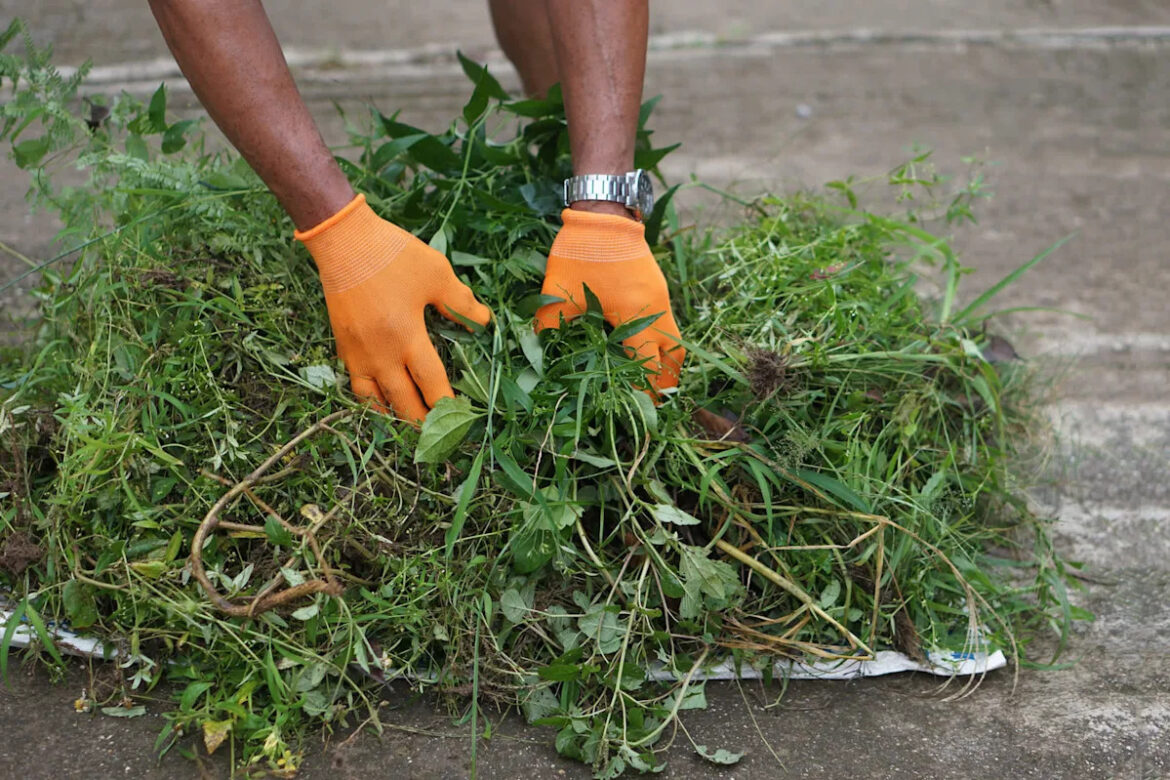Gardener issues warning over dangerous plants that can wreak havoc in your yard: ‘Ecological tumors’ Yahoo news home