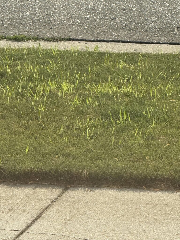Help identifying and treating this grass?