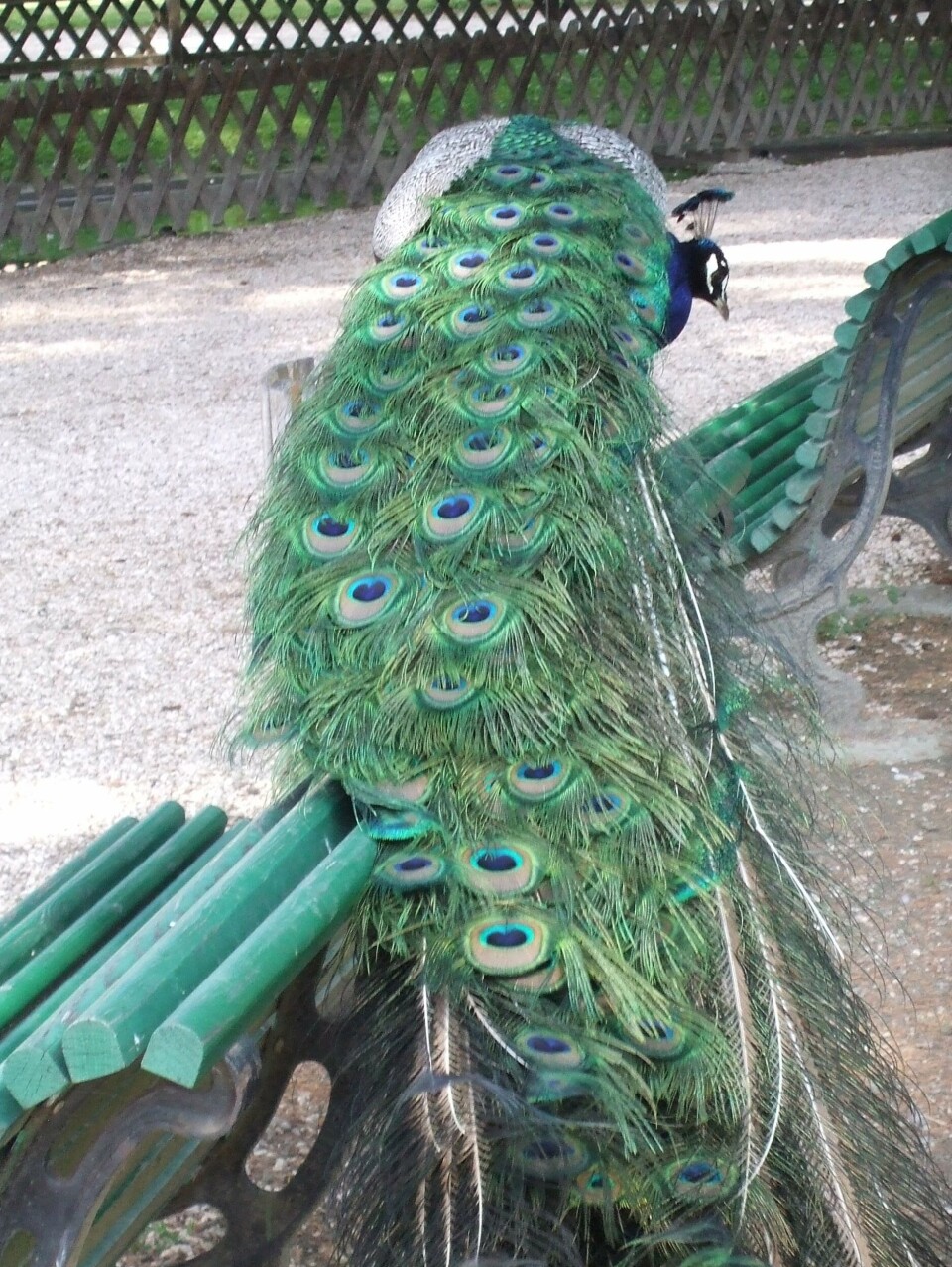 Jardin Massey Peacock on a bench