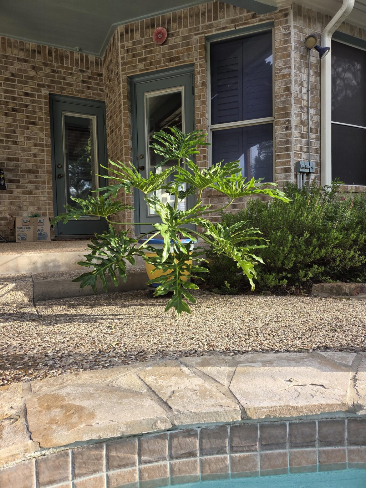 My lovely Monstera simmering outdoors.