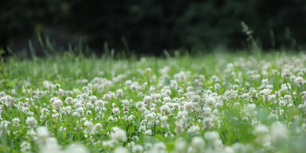 Clover lawns are greener, cheaper and easier – here’s why gardeners are switching
