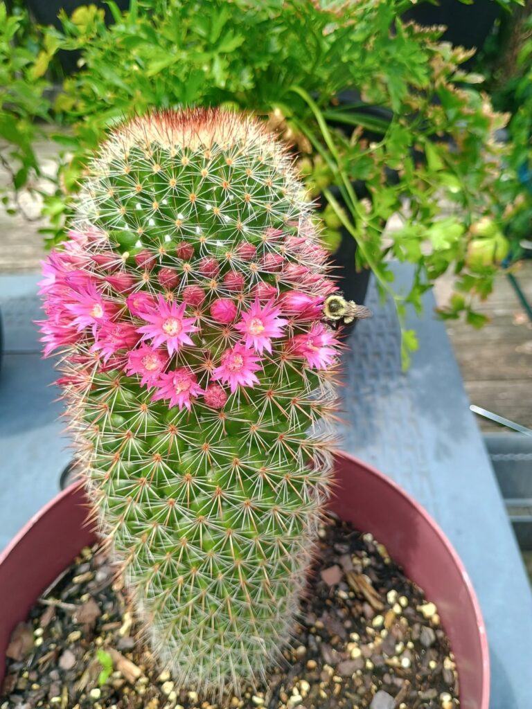 My cactus bloomed!!!