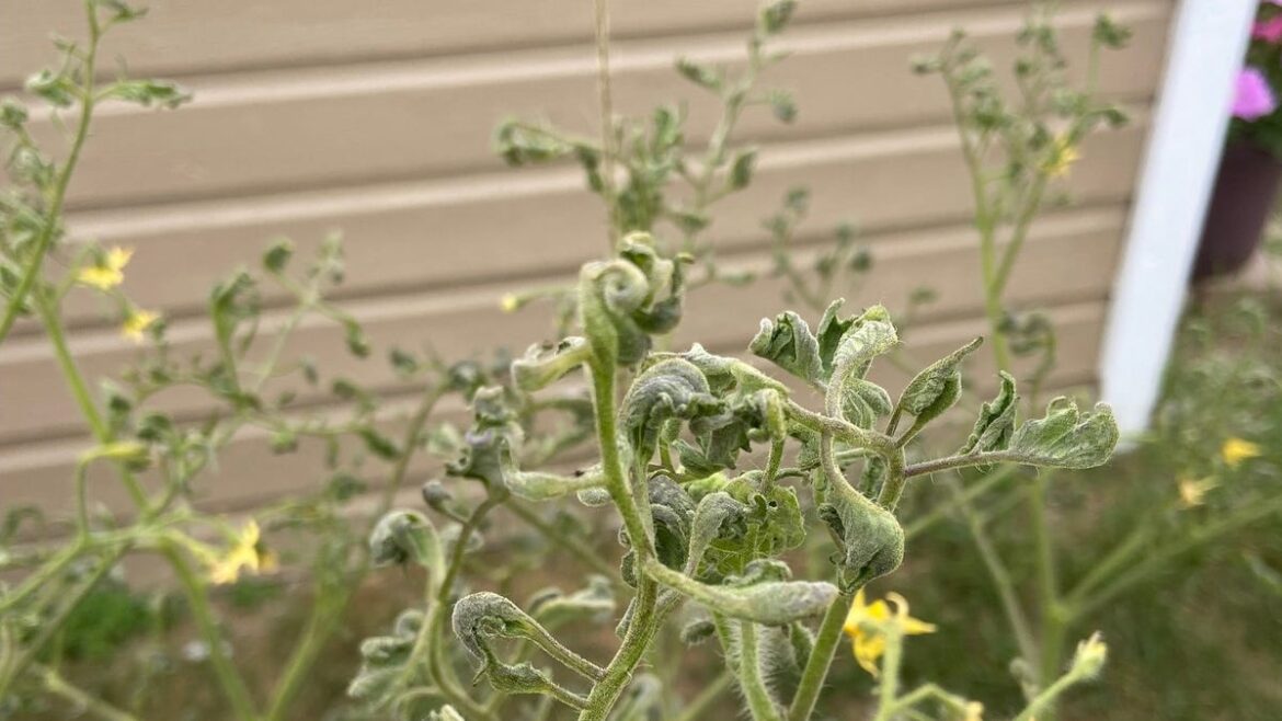 Avoid the two most common tomato problems