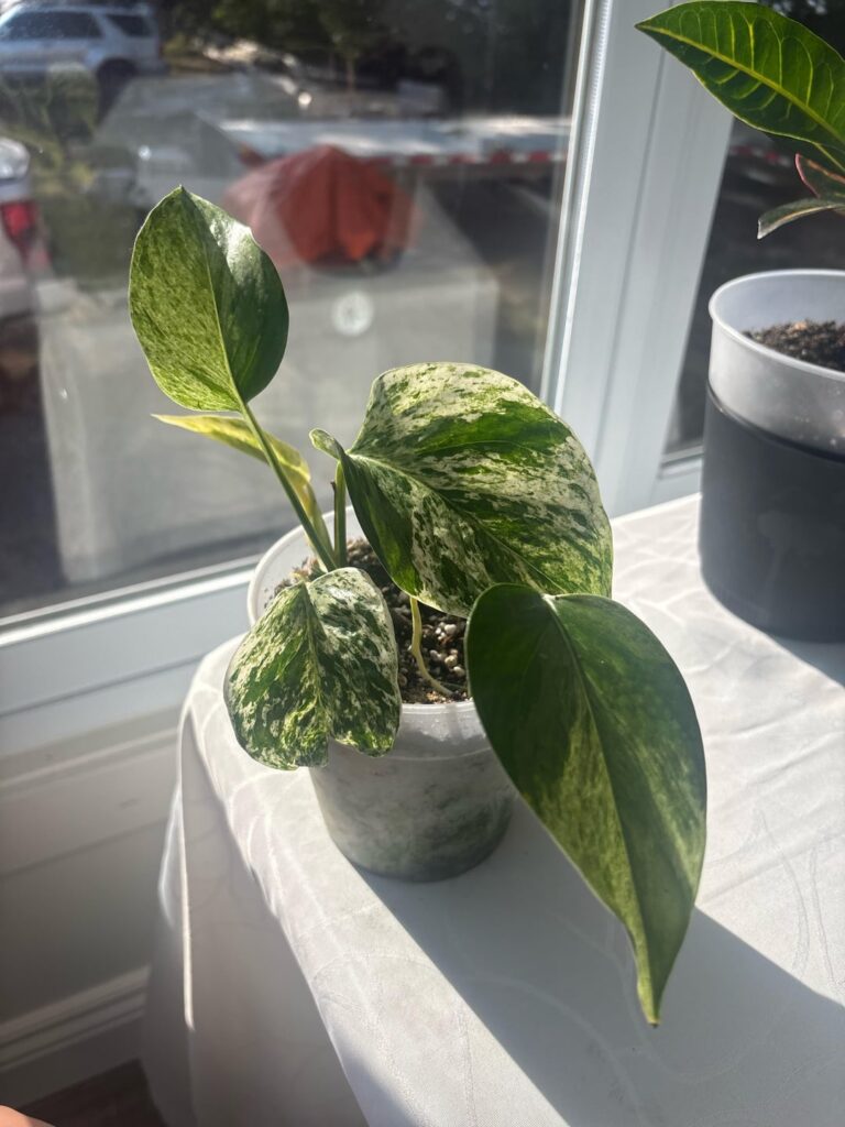 Did a chop and it exploded with growth