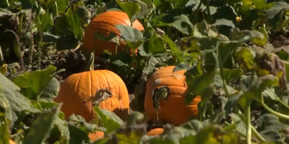 Time to prepare for fall vegetable gardening Time to prepare for fall vegetable gardening