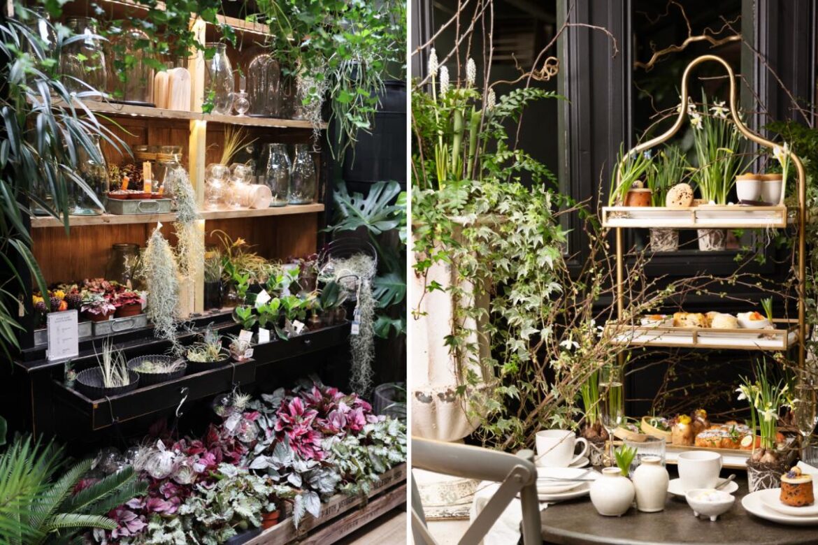 ‘Cute’ garden centre with ‘gorgeous displays’ dubbed best to visit in Hampshire Daily Echo