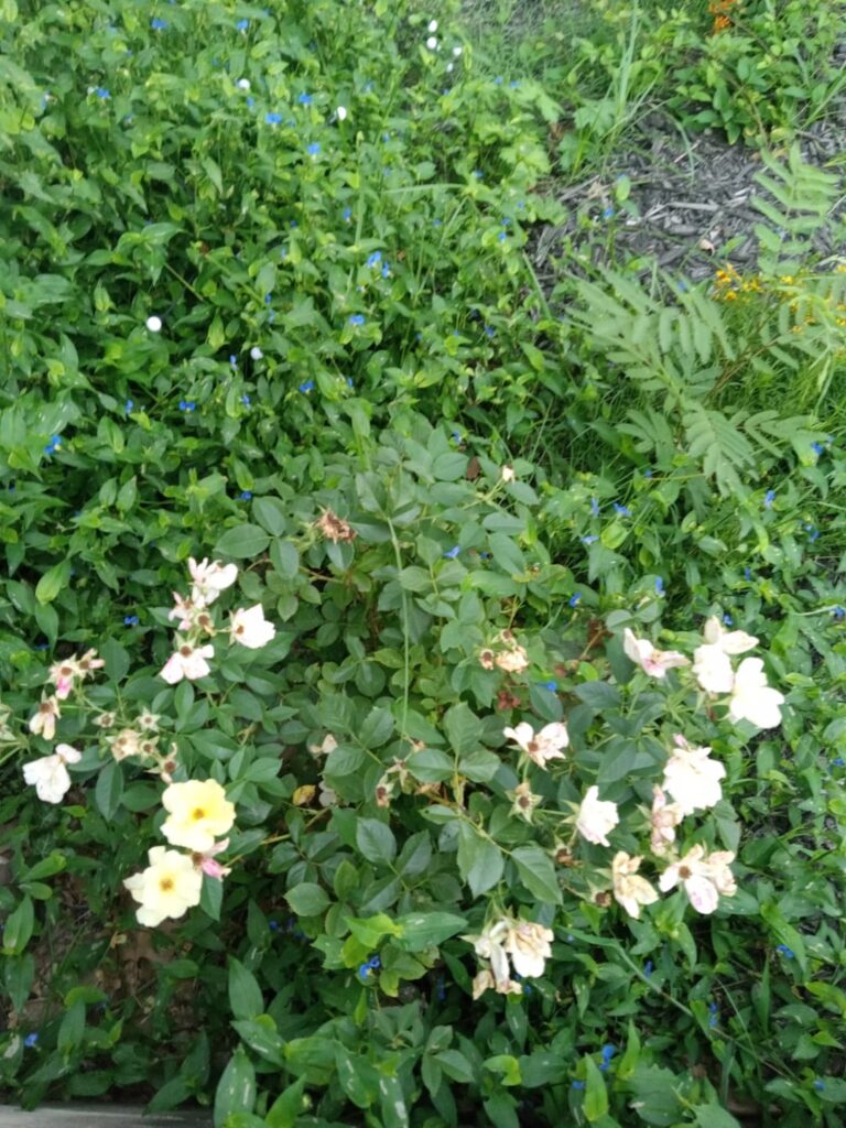 No Lawn Year 1 No Lawn Year 1