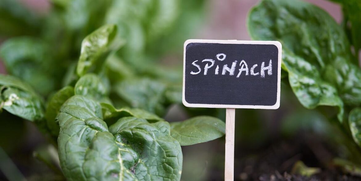 3 smart tricks to stop garden vegetables wilting during a heatwave 3 smart tricks to stop garden vegetables wilting during a heatwave