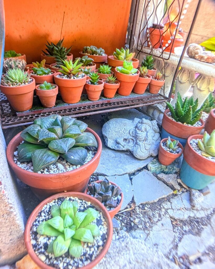 My collection, close-up of Haworthia/opsis shelf🌱
