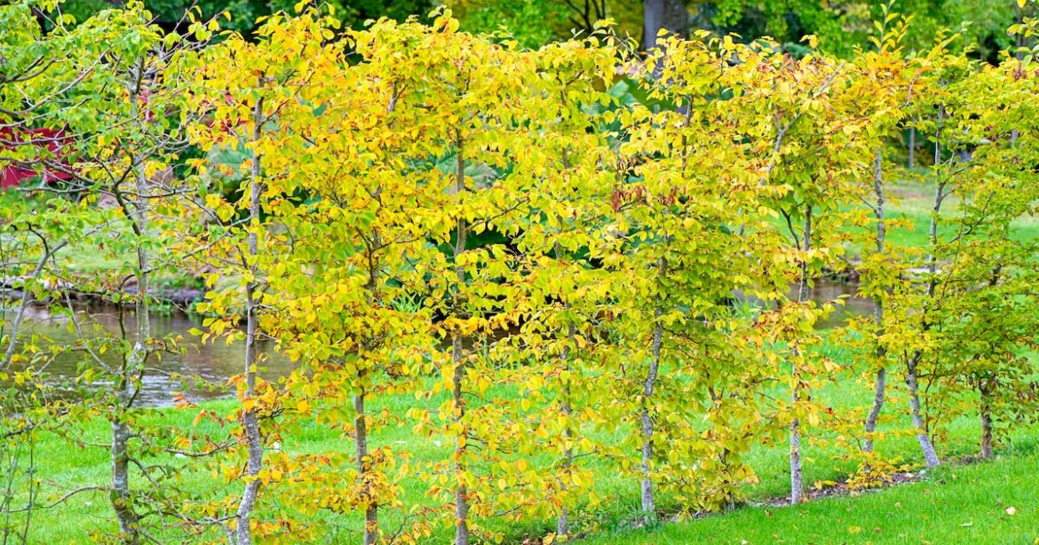 My beech hedge looks brown and tatty. Is it past the point of rescue? – The Irish Times
