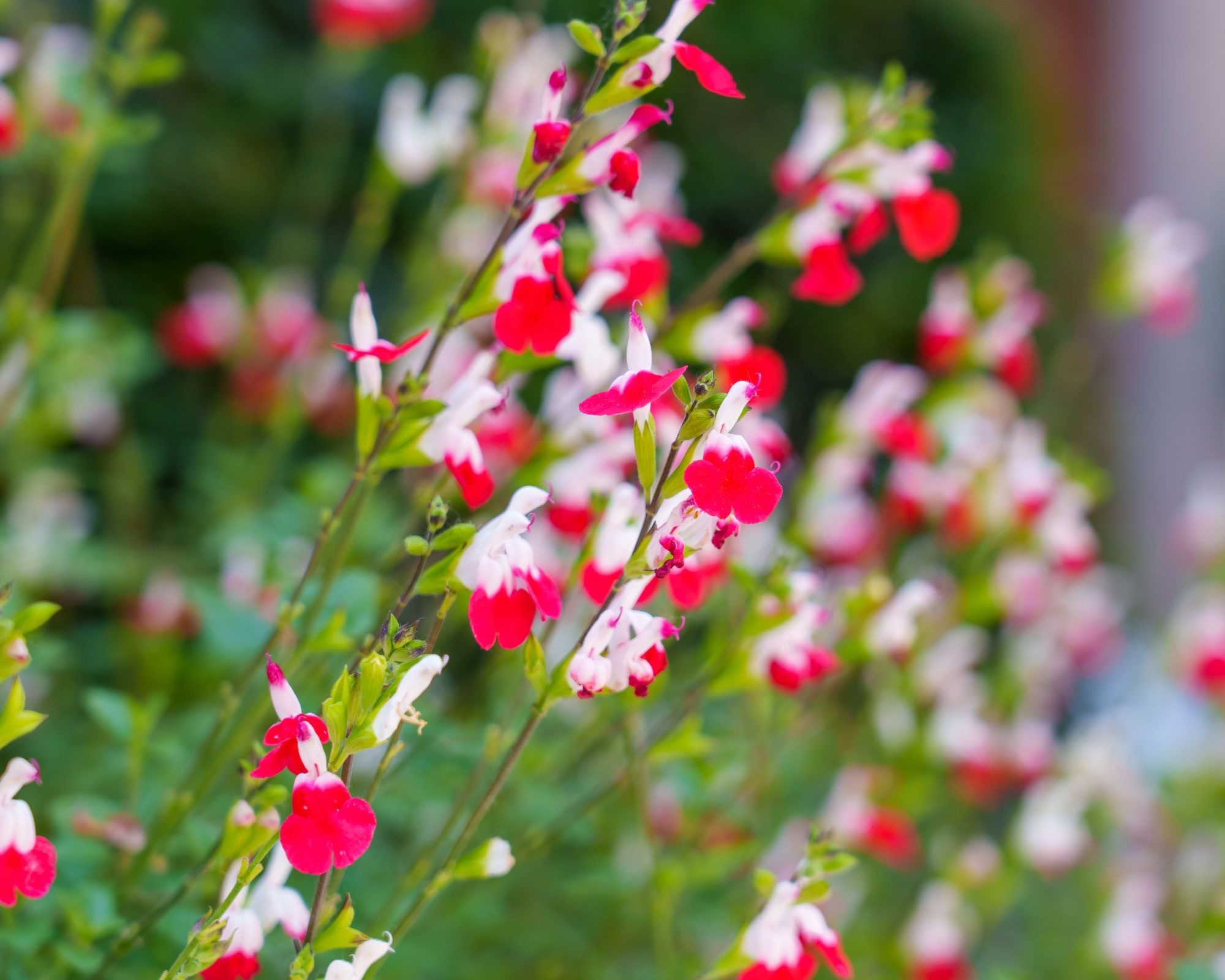Salvia hot lips close up