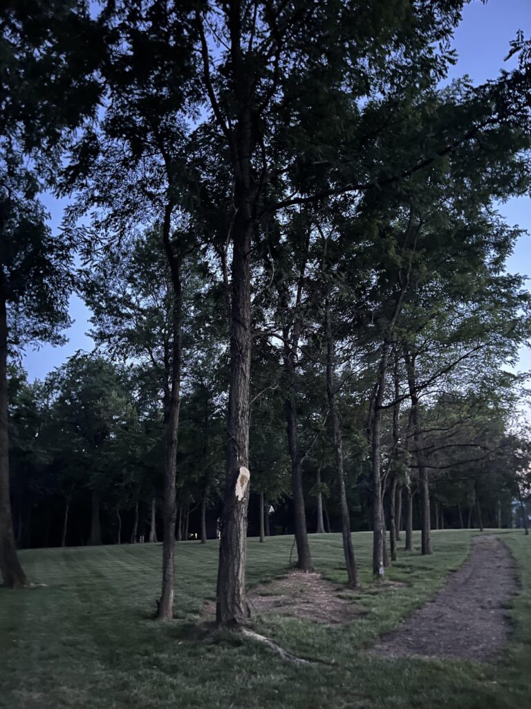 Am I looking at a dead tree? I hope not. Thanks.