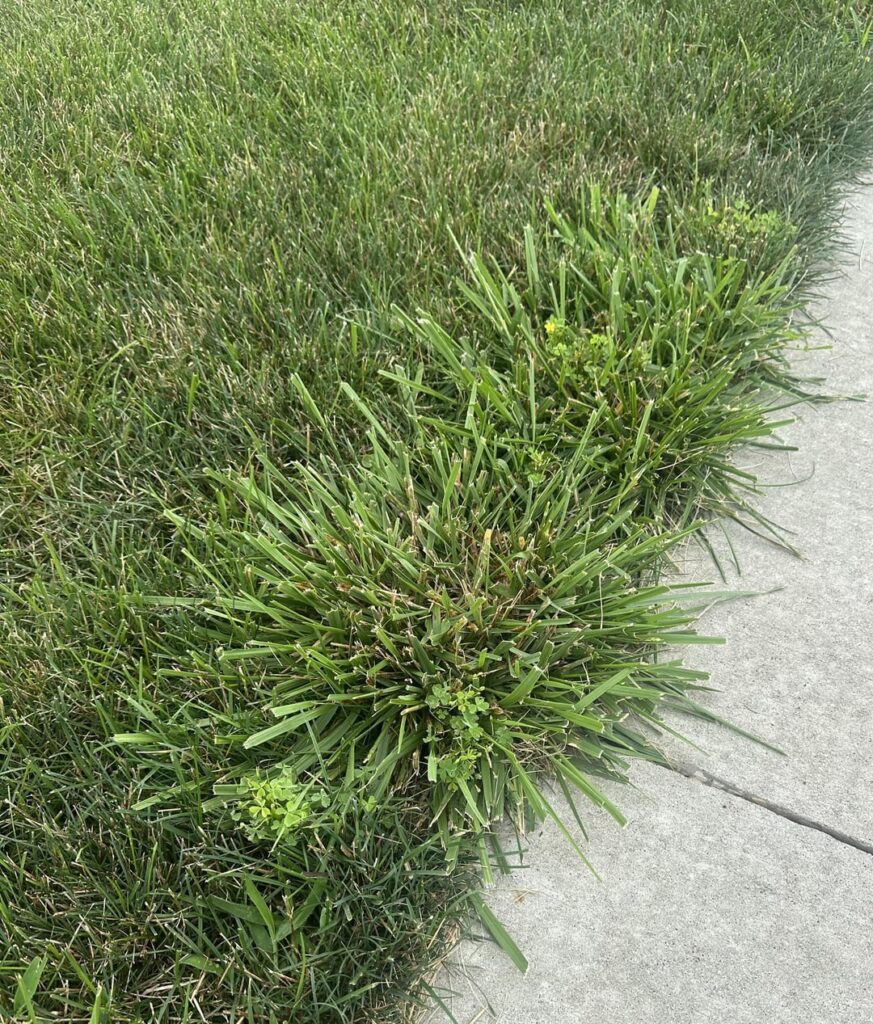 Is this clumping fescue?