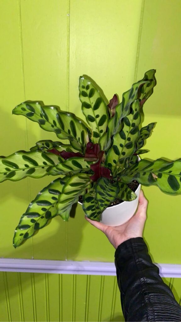 Do you name your plants or am I just a weirdo?