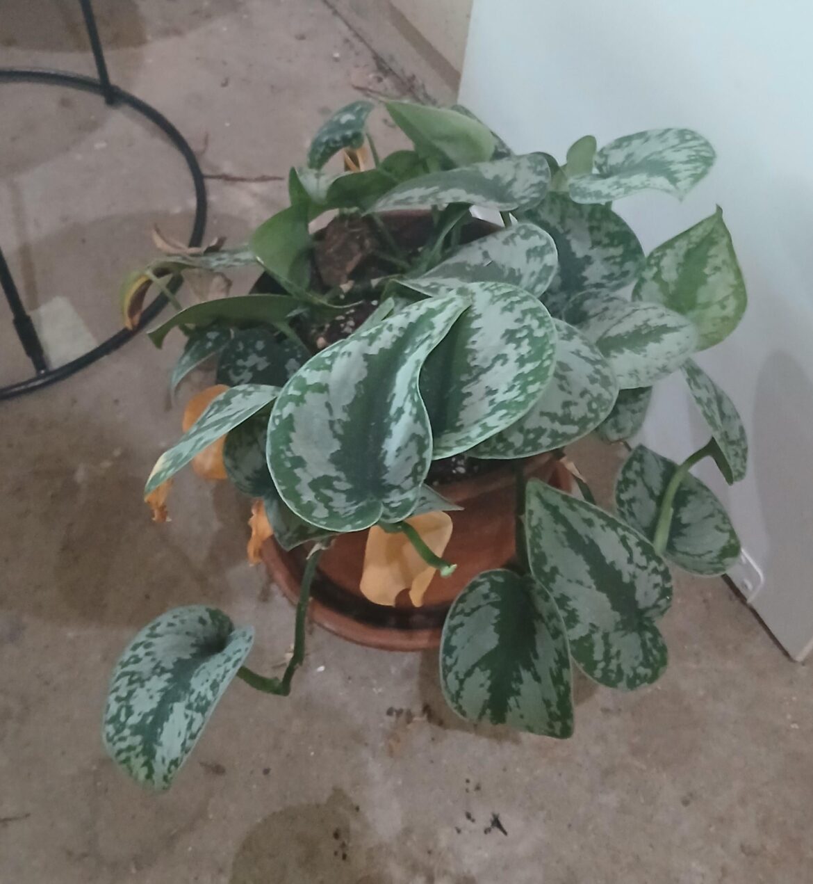 I banished this dying ugly plant to the garage 3 weeks ago. Please explain why it's thriving without light or water in my hot AF garage??