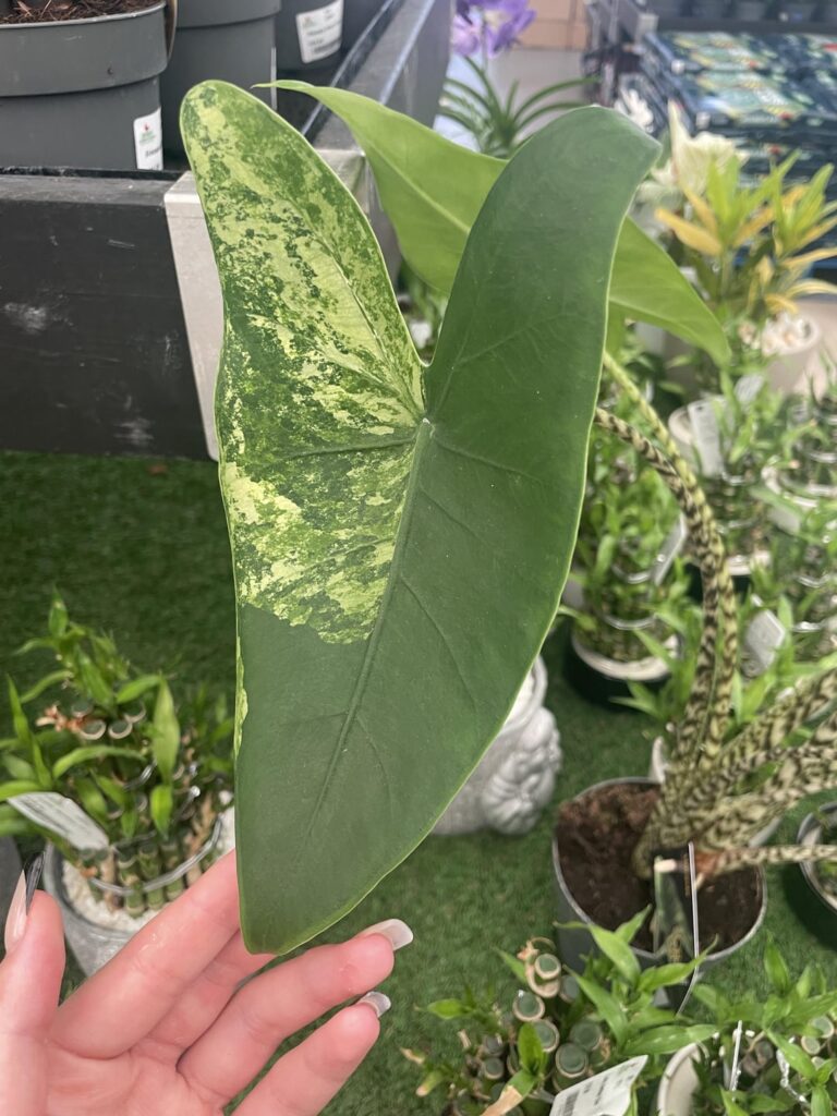 Variegated Alocasia Zebrina?