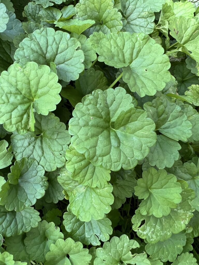 Tennessee lawn is being overtaken by plant that smells like mint. What is it, and how to remove? Seems to grow better in shaded areas of my yard.
