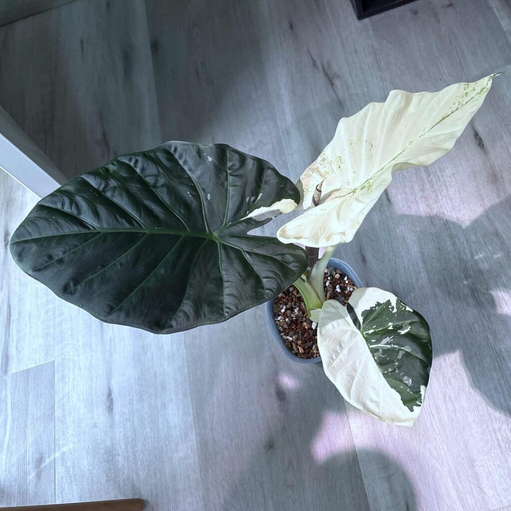 Alocasia Regal Shield Albo