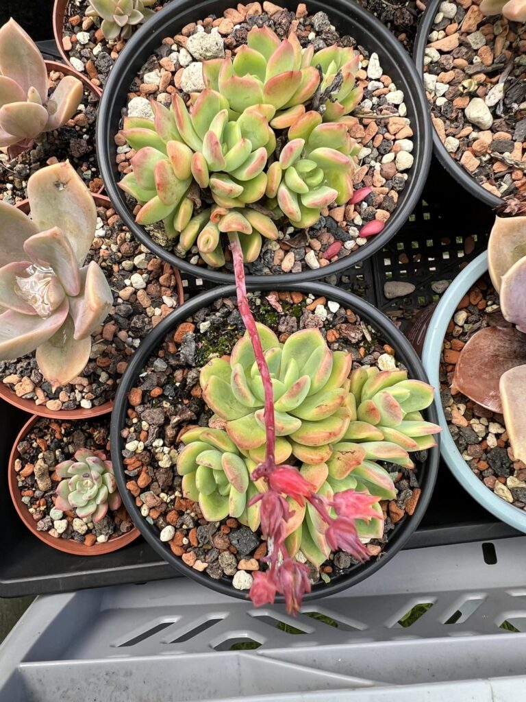 Any idea what Echeveria this one is?