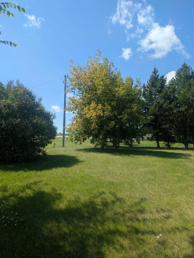 What is happening to my tree? What is happening to my tree?