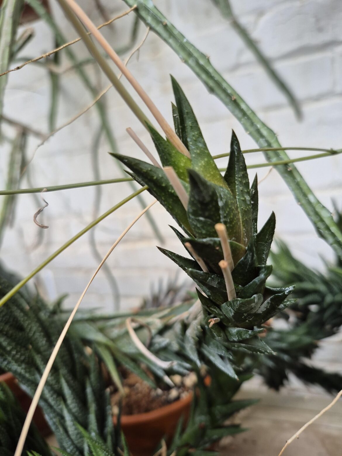 Astroloba pentagona?