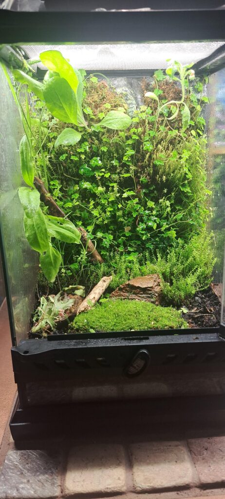 Made a terrarium of mostly stuff from outside