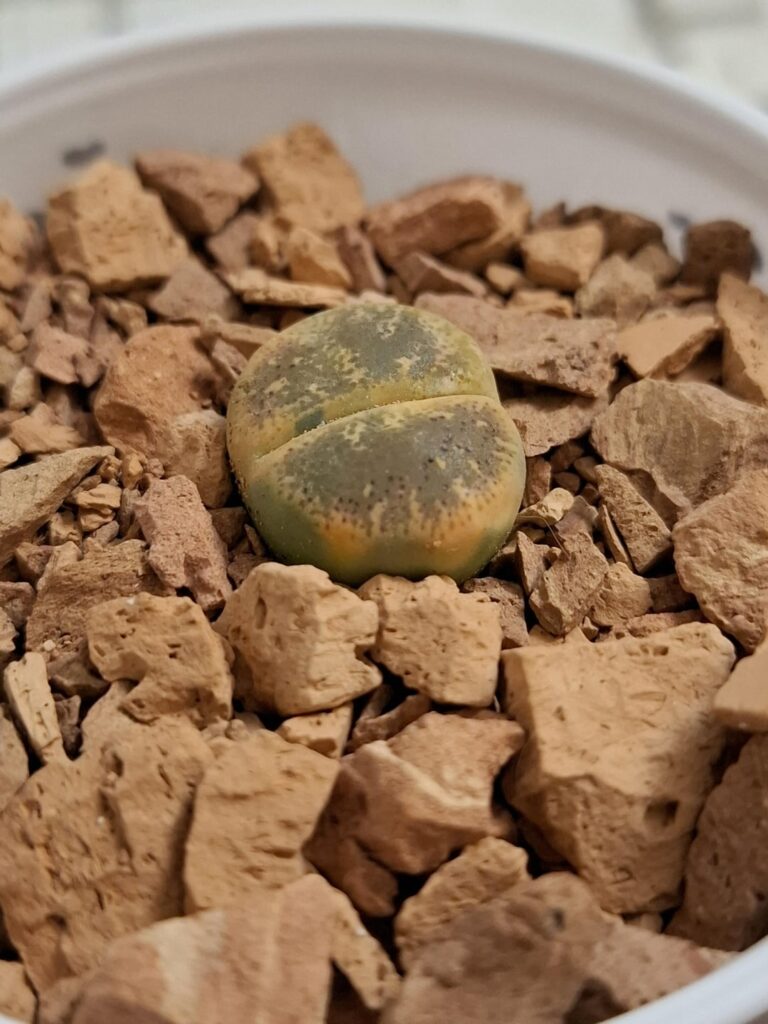 Is this what I think? (variegation)