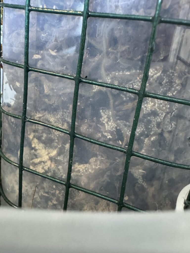 What’s in my soil and mosspole?