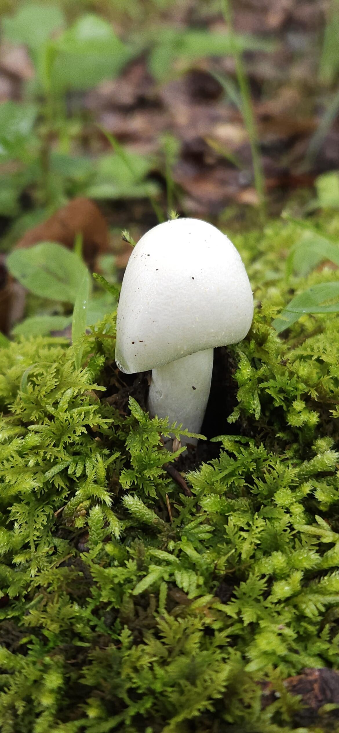 Amanita phalloides death cap mushroom