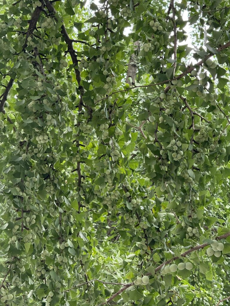 female ginkgo with thousands of seeds developing