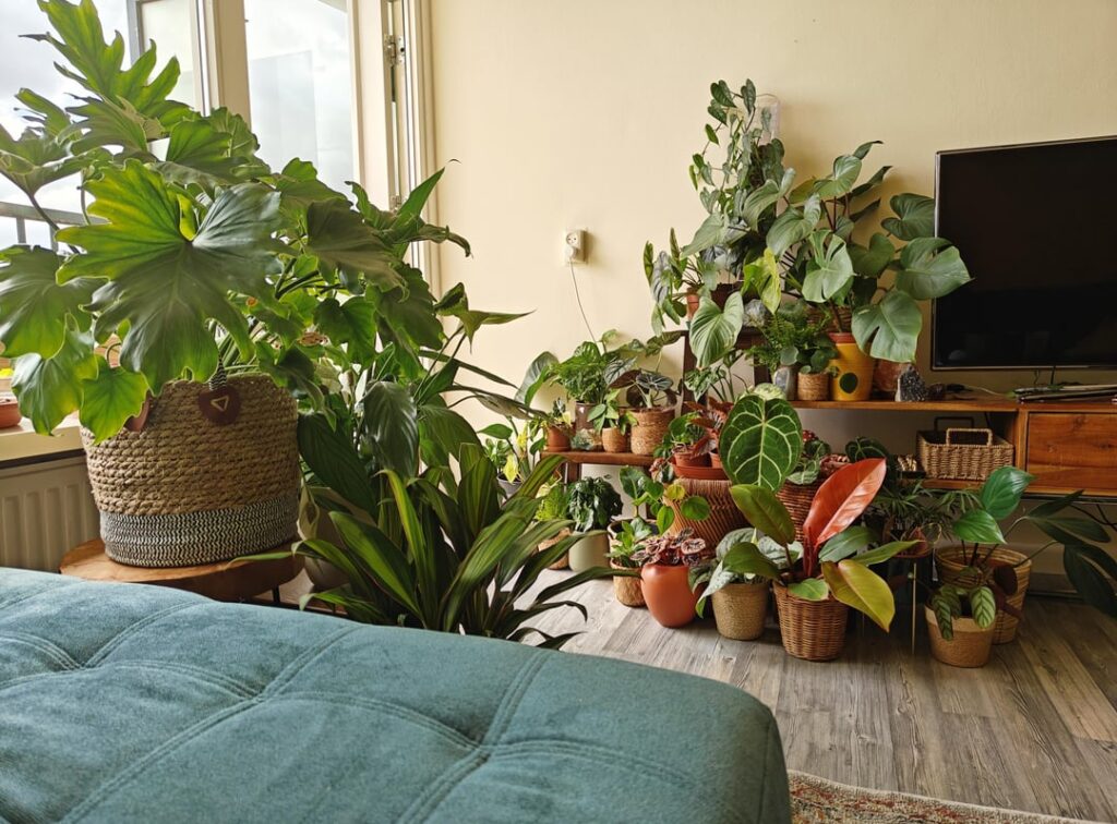 4 months after moving into my first apt, I can say I feel happy and grateful to have found this plant hobby! Started with nothing:) 4 months after moving into my first apt, I can say I feel happy and grateful to have found this plant hobby! Started with nothing:)
