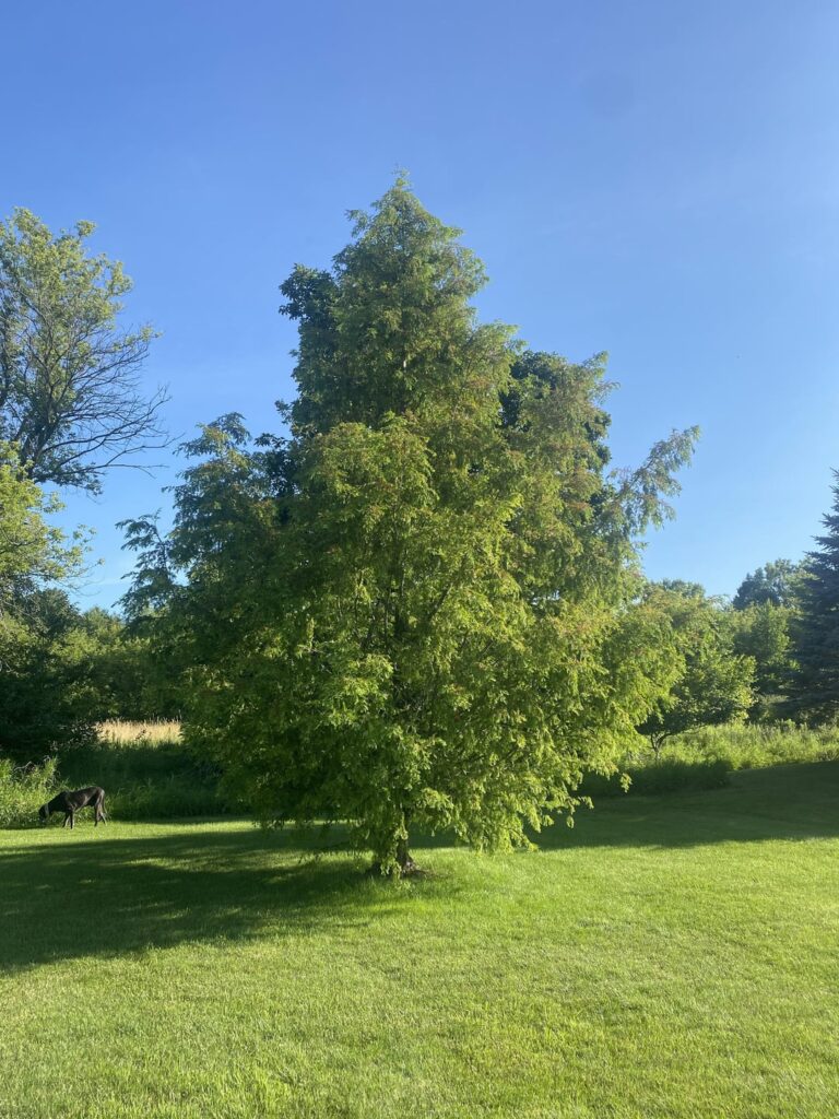 Dawn Redwood Diagnosis Help