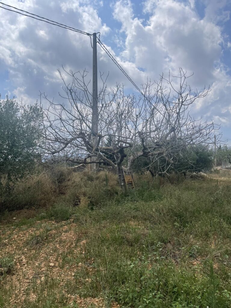 Fig tree RIP? 🥺 Fig tree RIP? 🥺