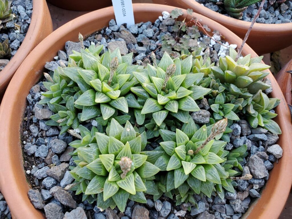Haworthia turgida in bloom